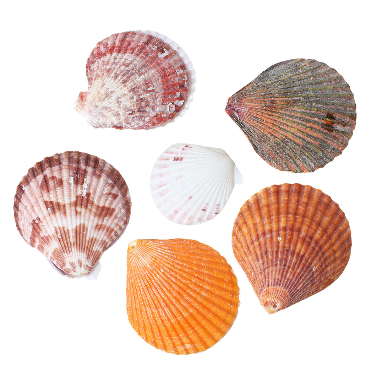 Bild von Naturell Muschel Verzierung Fächer-Form 4.3cm-6.5cm x 4cm-5.7cm 2 Stück