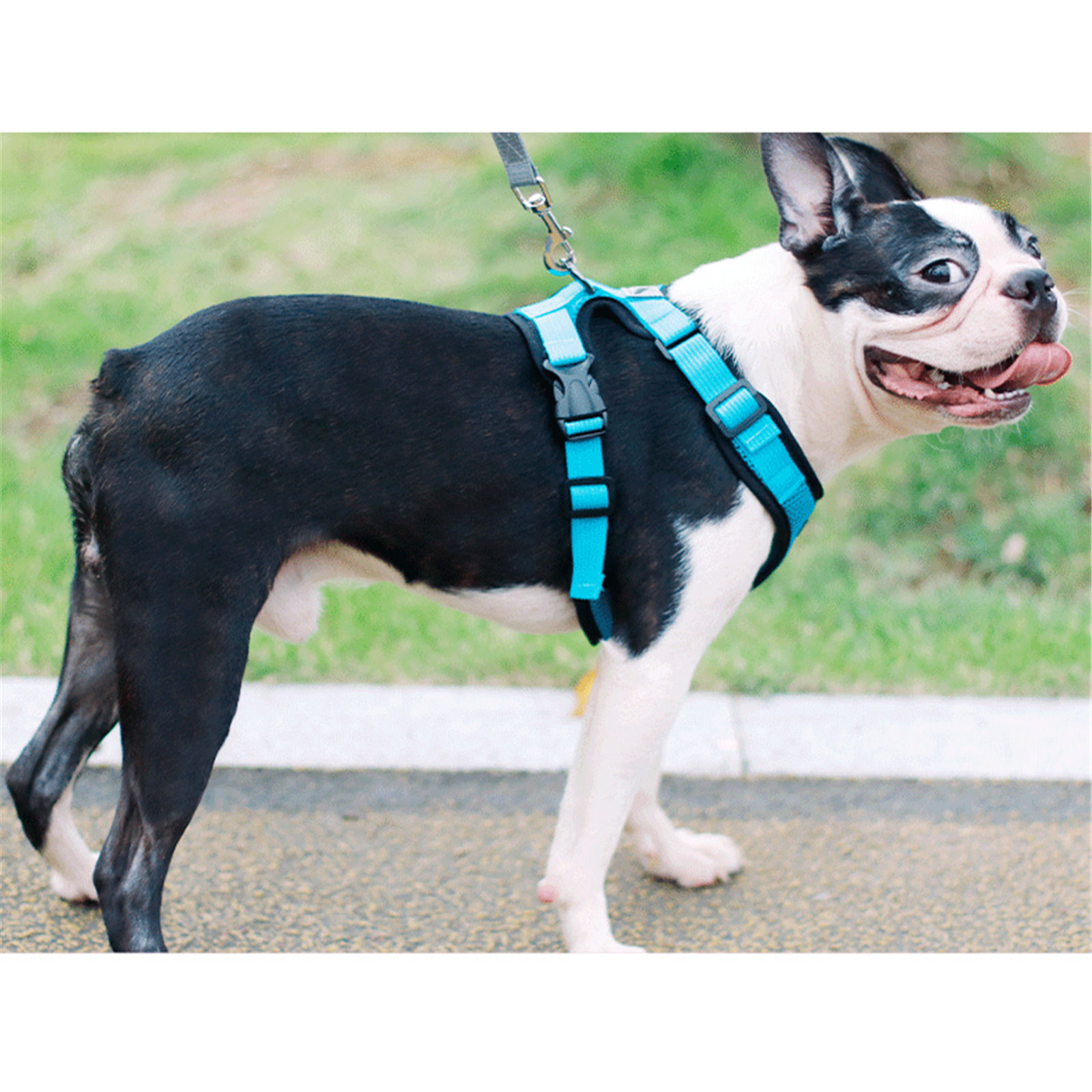 Picture of Mesh Fabric Pet Vest Harness Chest Strap Multicolor