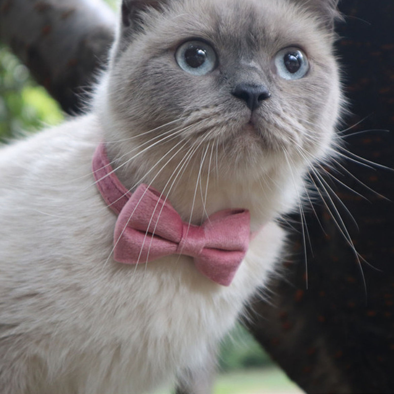 Изображение Velvet Cat Collar Solid Color Puppy Chihuahua Collars with Bell Adjustable Safety Buckle Pets Accessories