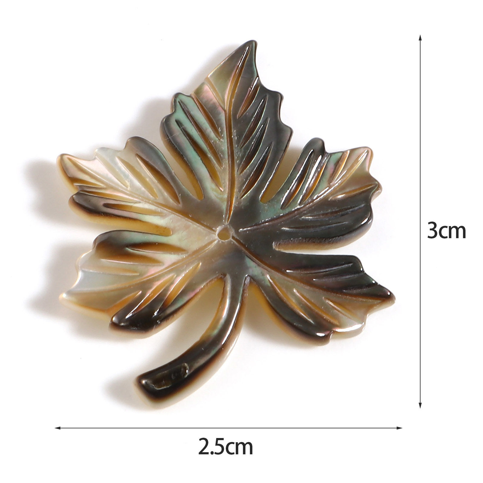 Bild von Natur Muschel Anhänger Ahornblatt Bunt 30mm x 25mm, 1 Stück