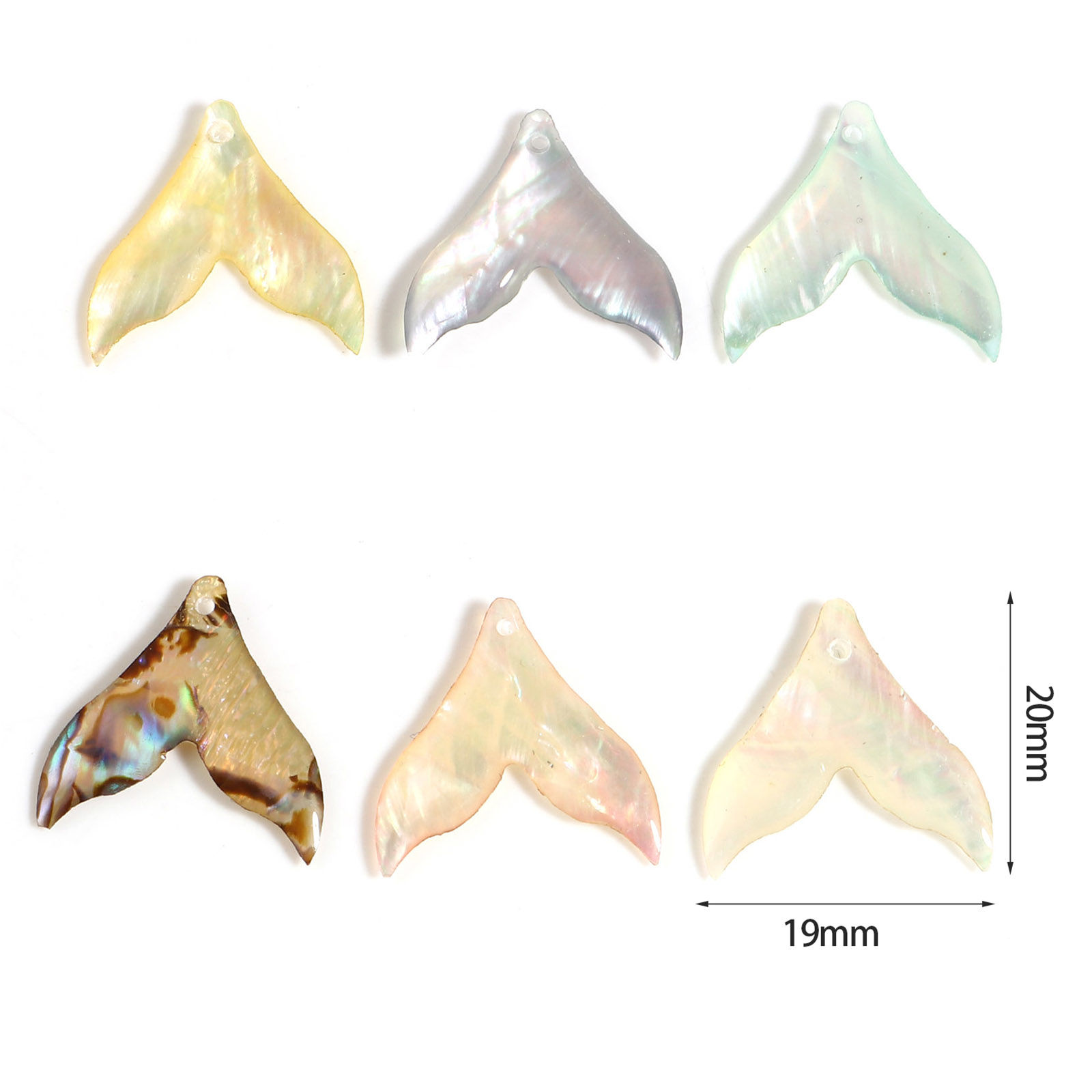 Bild von Natur Muschel Charms Fischschwanz Bunt 20mm x 19mm, 2 Stück