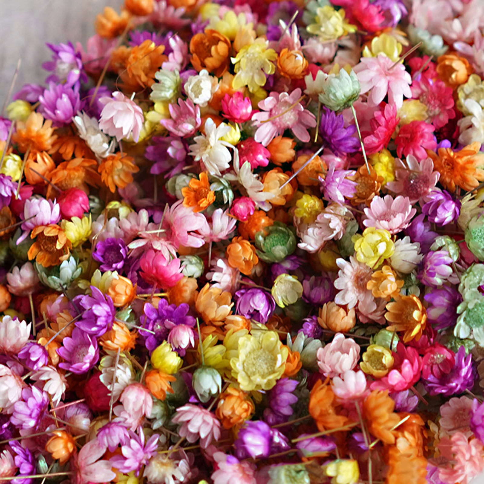 Picture of Real Dried Flower Resin Jewelry Craft Filling Material Multicolor 1 Packet