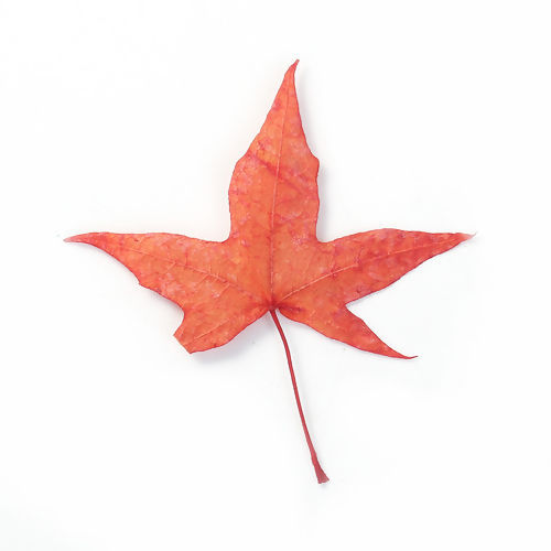 Picture of Dried Leaves Orange-red Maple Leaf 10cm x6cm(3 7/8" x2 3/8") - 4cm x2cm(1 5/8" x 6/8"), 5 PCs