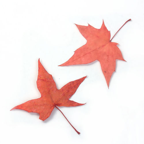 Picture of Dried Leaves Orange-red Maple Leaf 10cm x6cm(3 7/8" x2 3/8") - 4cm x2cm(1 5/8" x 6/8"), 5 PCs