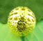 Imagen de Cuentas Espaciador Filigrana Bola,Chapado en oro Hueco 12mm Diámetro, Agujero: acerca de 1.5mm, 50 Unidades