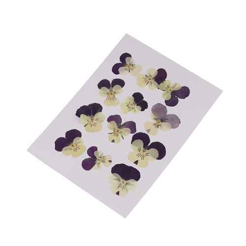 Imagen de Real Dried Flower Resin Jewelry DIY Making Craft Dark Purple Pansy 30mm x26mm(1 1/8" x1") - 22mm x22mm( 7/8" x 7/8"), 1 Packet ( 12 PCs/Packet)