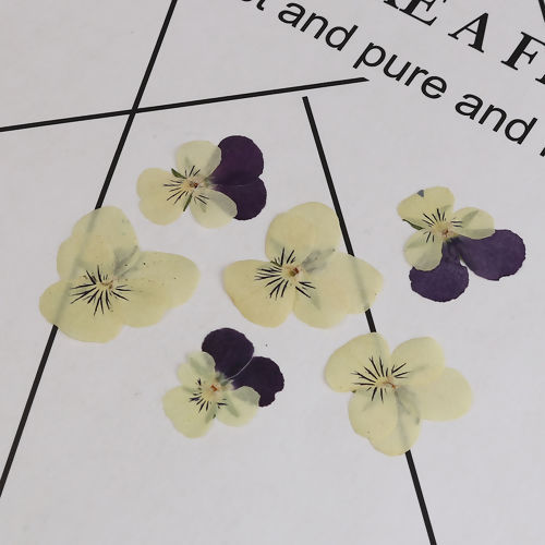Imagen de Real Dried Flower Resin Jewelry DIY Making Craft Dark Purple Pansy 30mm x26mm(1 1/8" x1") - 22mm x22mm( 7/8" x 7/8"), 1 Packet ( 12 PCs/Packet)