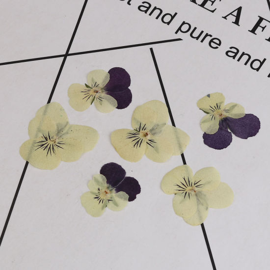 Imagen de Real Dried Flower Resin Jewelry DIY Making Craft Dark Purple Pansy 30mm x26mm(1 1/8" x1") - 22mm x22mm( 7/8" x 7/8"), 1 Packet ( 12 PCs/Packet)