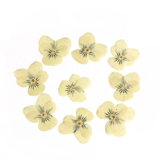 Изображение Real Dried Flower Resin Jewelry DIY Making Craft Yellow Pansy 30mm x26mm(1 1/8" x1") - 22mm x22mm( 7/8" x 7/8"), 1 Packet ( 12 PCs/Packet)