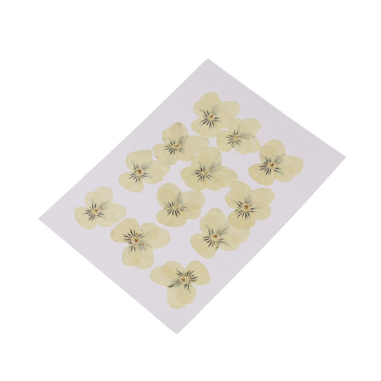 Изображение Real Dried Flower Resin Jewelry DIY Making Craft Yellow Pansy 30mm x26mm(1 1/8" x1") - 22mm x22mm( 7/8" x 7/8"), 1 Packet ( 12 PCs/Packet)