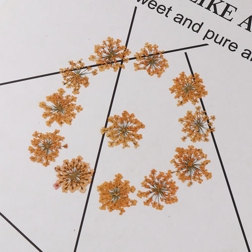 Bild von Getrocknete Blumen Harz Schmuck Werkzeug Orange 27mm x 27mm - 17mm x 17mm, 1 Packung ( 12 Stück/Packung)