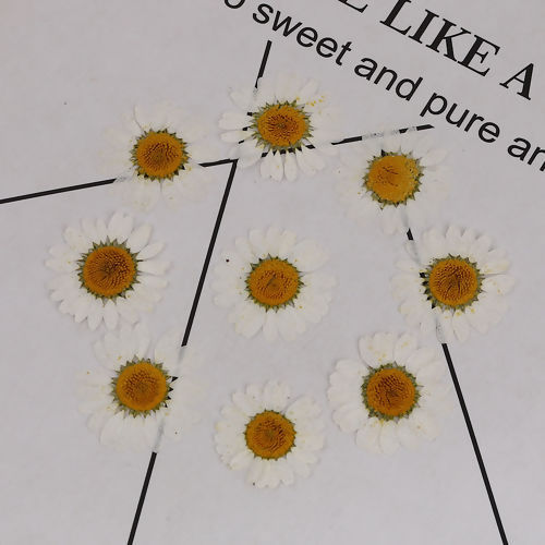 Bild von Getrocknete Blumen Harz Schmuck Werkzeug Chrysantheme Weiß 35mm x 35mm - 25mm x 25mm, 1 Packung ( 12 Stück/Packung)