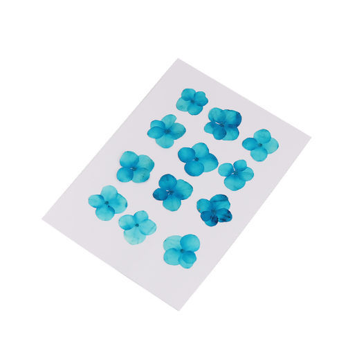 Изображение Real Dried Flower Resin Jewelry DIY Making Craft Hydrangea Lake Blue 30mm x30mm(1 1/8" x1 1/8") - 17mm x17mm( 5/8" x 5/8"), 1 Packet ( 12 PCs/Packet)