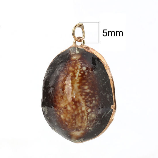 Bild von Natur Muschel Anhänger Vergoldet Monetaria caputserpentis Kaffeebraun Vergoldet 3.5cm x2.3cm - 3.2cm x2cm, 5 Stück