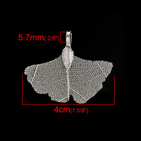 Immagine di Ottone & Foglia Naturale Ciondoli Foglia di Gingko Argento Placcato 40mmx 34mm, 2 Pz