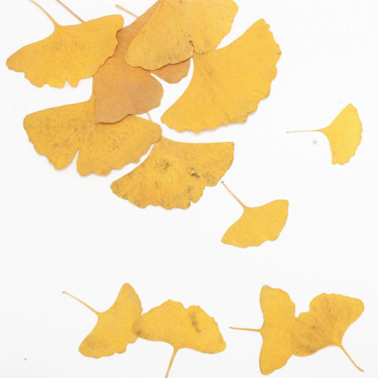 Image de Matériaux de Remplissage pour Bijoux de Résine en Feuille Naturelle Feuille de Ginkgo Jaune 6cm x 5cm - 4.2cm x 3.7cm, 1 Paquet ( 12 Pcs/Paquet)