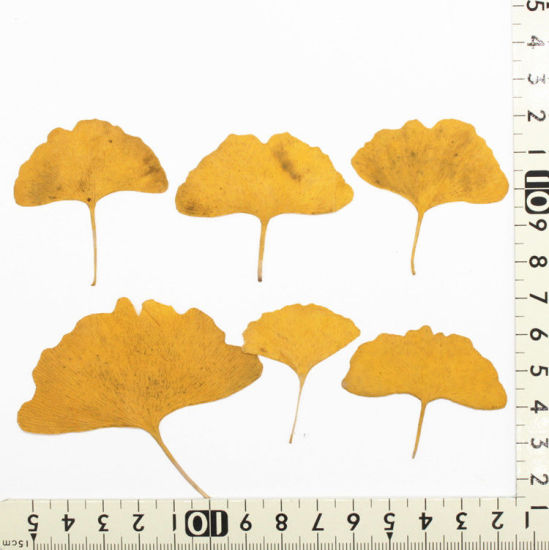 Image de Matériaux de Remplissage pour Bijoux de Résine en Feuille Naturelle Feuille de Ginkgo Jaune 6cm x 5cm - 4.2cm x 3.7cm, 1 Paquet ( 12 Pcs/Paquet)