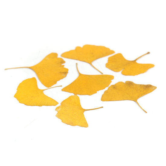 Image de Matériaux de Remplissage pour Bijoux de Résine en Feuille Naturelle Feuille de Ginkgo Jaune 6cm x 5cm - 4.2cm x 3.7cm, 1 Paquet ( 12 Pcs/Paquet)