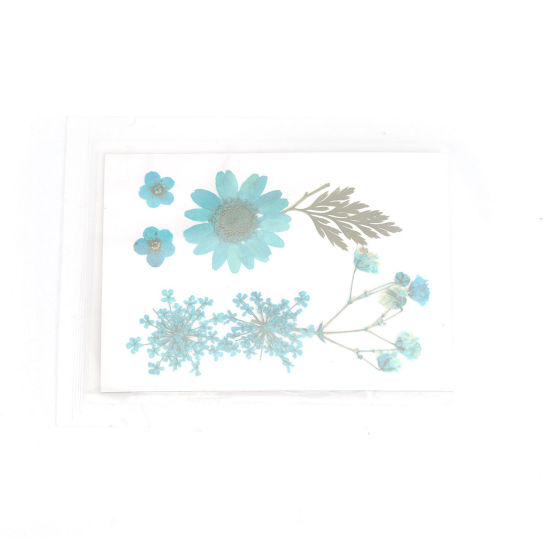 Image de Matériaux de Remplissage pour Bijoux de Résine en Fleurs Séchées Bleu-Vert 3.8cm x 2.5cm - 0.7cm x 0.7cm, 1 Paquet ( 7 Pcs/Paquet)