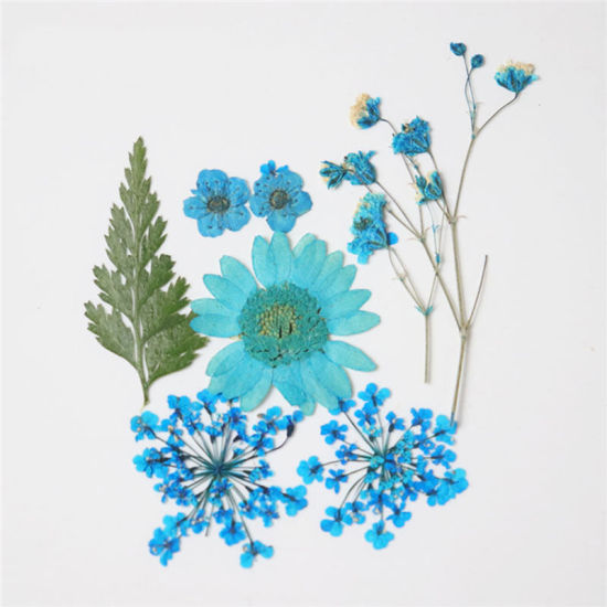 Image de Matériaux de Remplissage pour Bijoux de Résine en Fleurs Séchées Bleu-Vert 3.8cm x 2.5cm - 0.7cm x 0.7cm, 1 Paquet ( 7 Pcs/Paquet)