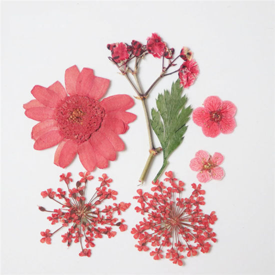 Image de Matériaux de Remplissage pour Bijoux de Résine en Fleurs Séchées Rouge 3.8cm x 2.5cm - 0.7cm x 0.7cm, 1 Paquet ( 7 Pcs/Paquet)