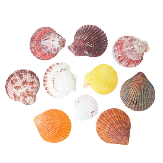 Picture of Natural Shell Embellishments Findings Fan-shaped At Random About 6.5cm x5.7cm(2 4/8" x2 2/8") - 4.3cm x4cm(1 6/8" x1 5/8"), 2 PCs