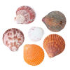 Picture of Natural Shell Embellishments Findings Fan-shaped At Random About 6.5cm x5.7cm(2 4/8" x2 2/8") - 4.3cm x4cm(1 6/8" x1 5/8"), 2 PCs