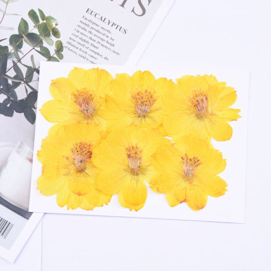 Изображение Сухие Цветы Смолевая Ремесла Заполняющий Материал Желтый 6см x 6см, 1 Пакет ( 6 ШТ/Пачка)