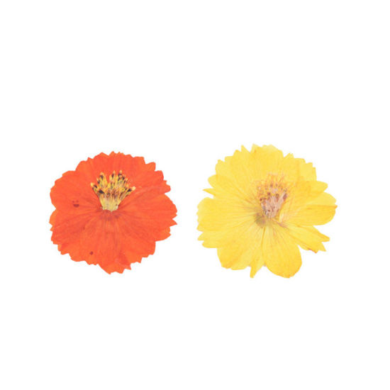 Image de Matériaux de Remplissage pour Bijoux de Résine en Fleurs Séchées Jaune 6cm x 6cm - 4cm x 4cm, 1 Paquet ( 6 Pcs/Paquet)