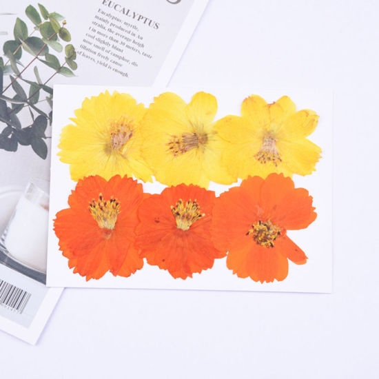 Bild von Getrocknete Blumen Harz Schmuck Handwerk Füllmaterial Orange & Gelb 6cm x 6cm - 4cm x 4cm, 1 Packung ( 6 Stück/Packung)
