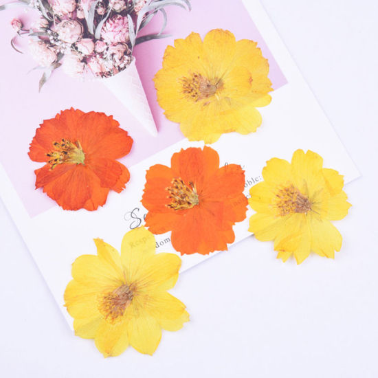 Image de Matériaux de Remplissage pour Bijoux de Résine en Fleurs Séchées Orange & Jaune 6cm x 6cm - 4cm x 4cm, 1 Paquet ( 6 Pcs/Paquet)