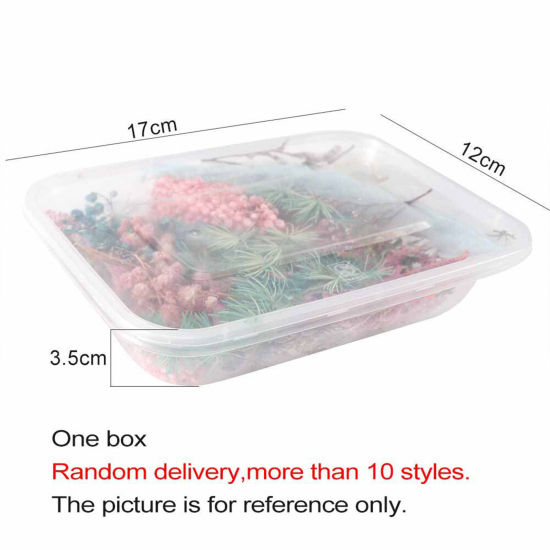 Picture of Real Dried Flower Resin Jewelry Craft Filling Material At Random Color 17cm x 12cm, 1 Box