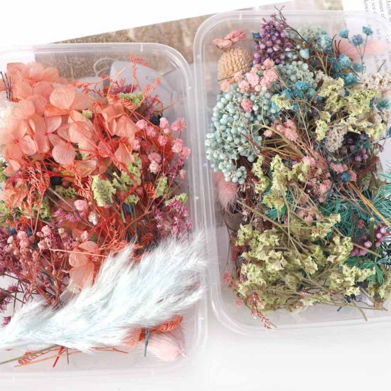 Picture of Real Dried Flower Resin Jewelry Craft Filling Material At Random Color 17cm x 12cm, 1 Box