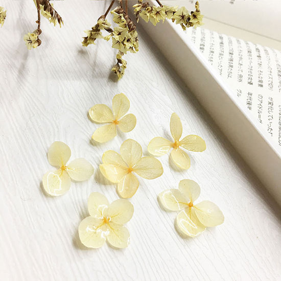 Picture of Handmade Resin Jewelry Real Flower Dried Flower Decoration Pale Yellow Hydrangea Flower 3cm - 0.8cm, 2 PCs