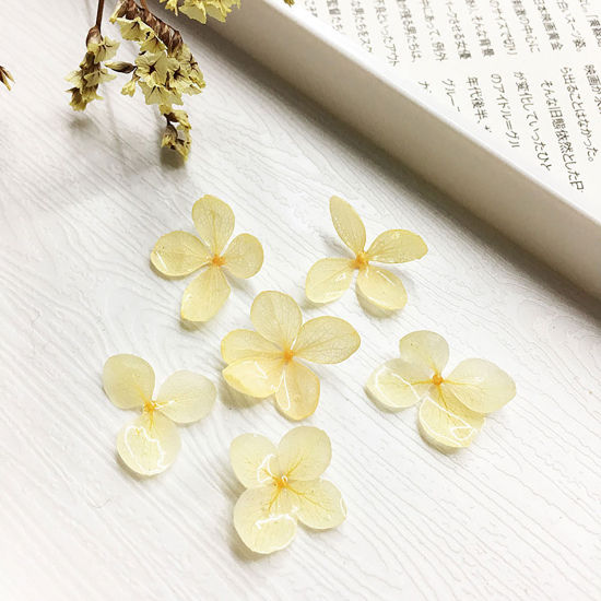 Picture of Handmade Resin Jewelry Real Flower Dried Flower Decoration Pale Yellow Hydrangea Flower 3cm - 0.8cm, 2 PCs