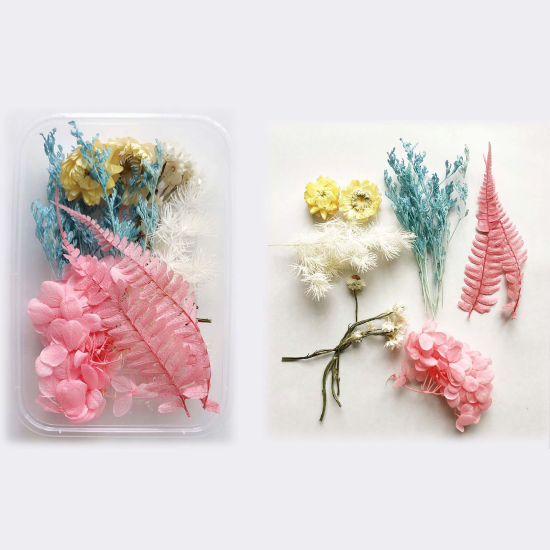 Picture of Real Dried Flower Resin Jewelry Craft Filling Material Multicolor 17cm x 12cm, 1 Box