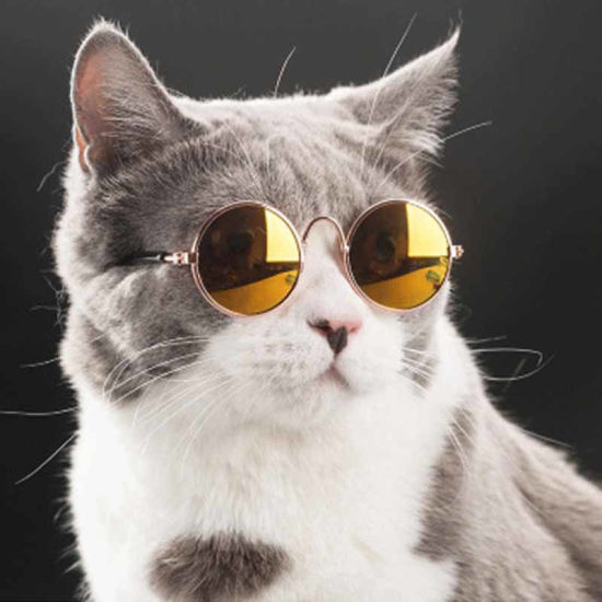 Picture of Golden - Lovely Cat Dog Glasses Eye-Wear Sunglasses Pet Products For Little Dog Cat Photos Prop, 1 Piece