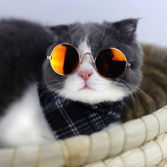 Bild von Blau - schöne Katze Hund Brille Eye-Wear Sonnenbrille Haustier Produkte für kleine Hund Katze Fotos Prop, 1 Stück 