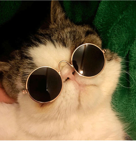 Bild von Khaki - schöne Katze Hund Brille Eye-Wear Sonnenbrille Haustier Produkte für kleine Hund Katze Fotos Prop, 1 Stück