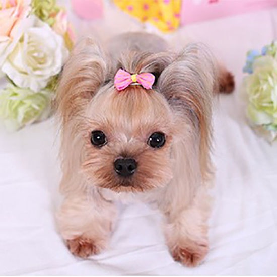 Picture of Fuchsia - Cute Bow Hairpin For Cats Dogs Photography Props Decoration 3.5cm long, 2 PCs