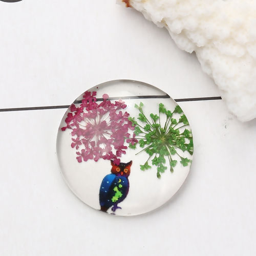 Picture of Glass & Dried Flower Dome Seals Cabochon Round Flatback Multicolor Owl Pattern Transparent 30mm(1 1/8") Dia, 3 PCs