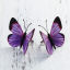 Изображение ткань Регулируемый Кольца Бабочка Серебряный Тон Фиолетовый 16.5мм(Американский Размер 6) US, 1 ШТ