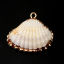 Imagen de Natural Concha Colgantes Charms Al Azar Chapado en Oro 26mm x 23mm - 23mm x 20mm, 5 Unidades