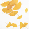 Immagine di Foglia Naturale Artigianato in Resina Materiale di Riempimento Foglia di Gingko Giallo 6cm x 5cm - 4.2cm x 3.7cm, 1 Pacchetto ( 12 Pz/Pacco)