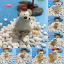 Immagine di Sea Lion Family Resin Micro Landscape Miniature Decoration