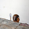 Изображение Rat Mouse Hole PVC Glass Window Film Wall Stickers Home Decoration