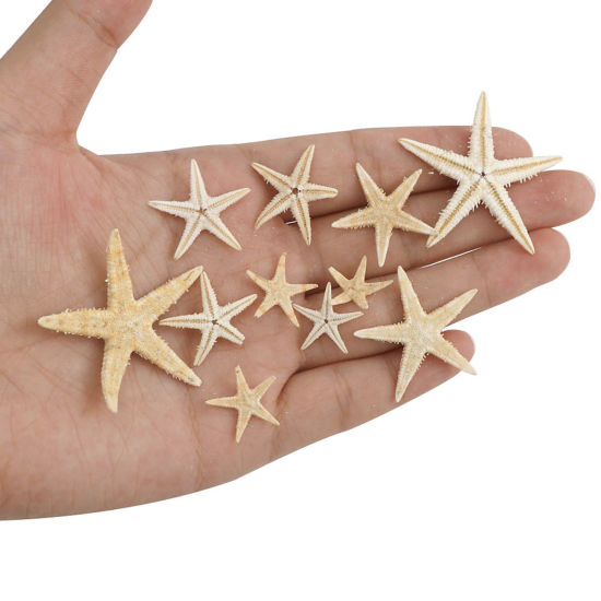 Picture of Ornaments Decorations Light Brown Star Fish 1 Packet