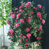 Picture of Faux Silk Artificial Rose Garlands Vines For Wedding Party Home Wall Garden Decoration