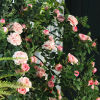 Picture of Faux Silk Artificial Rose Garlands Vines For Wedding Party Home Wall Garden Decoration
