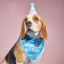 Immagine di Cute Pet Products Multicolor Scarf Hat